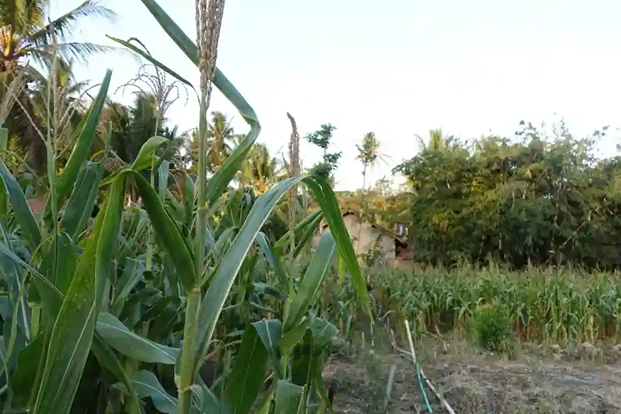 Lahan Jagung Kalurahan Bumirejo